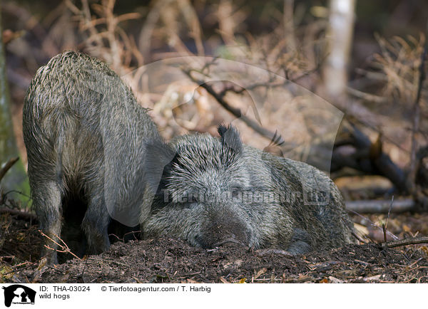 Wildschweine / wild hogs / THA-03024