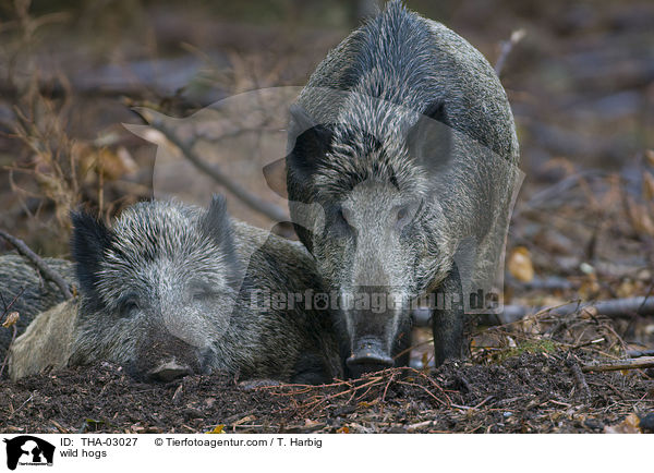 wild hogs / THA-03027