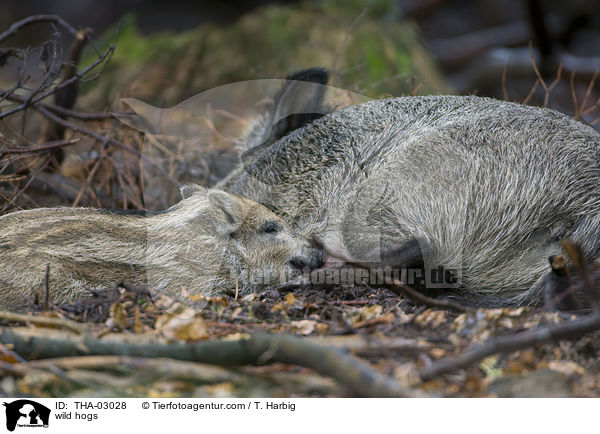 Wildschweine / wild hogs / THA-03028