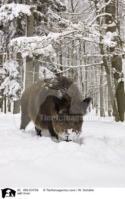 Wildschwein / wild boar / WS-03708