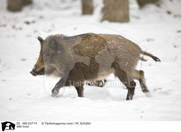 wild boar / WS-03714