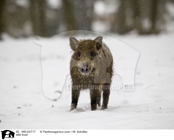 Wildschwein / wild boar / WS-03717