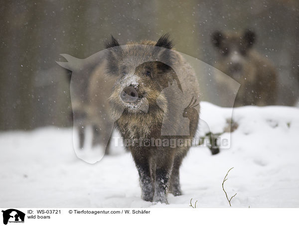 Wildschweine / wild boars / WS-03721