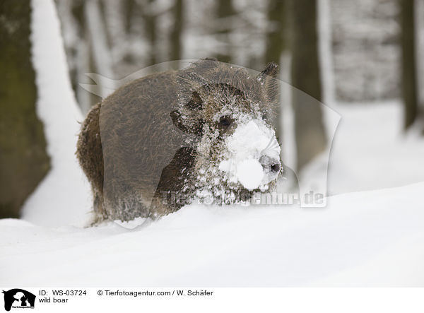 wild boar / WS-03724