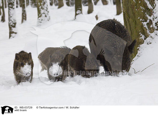 Wildschweine / wild boars / WS-03729