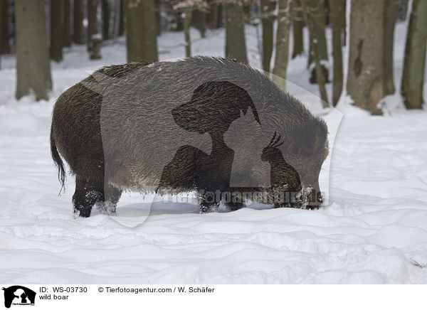 Wildschwein / wild boar / WS-03730