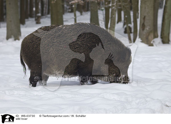 wild boar / WS-03730