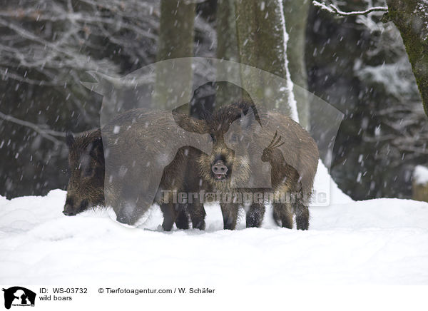 Wildschweine / wild boars / WS-03732
