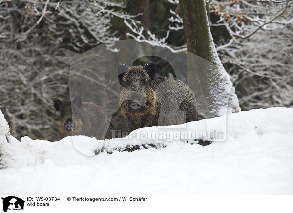Wildschweine / wild boars / WS-03734
