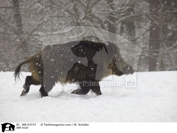 wild boar / WS-03737