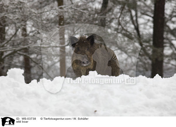 wild boar / WS-03738