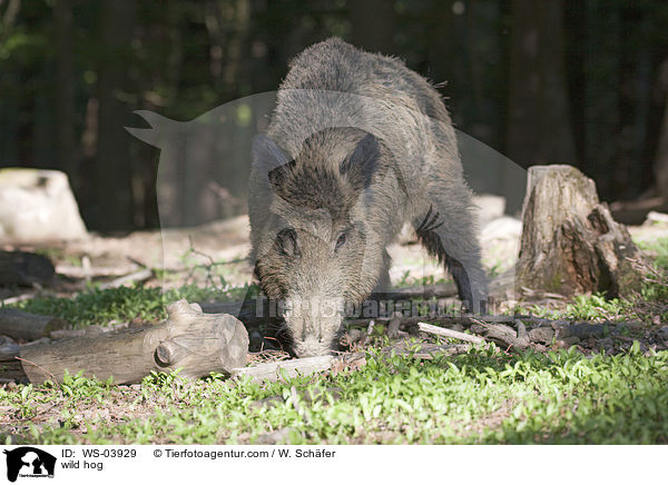 wild hog / WS-03929