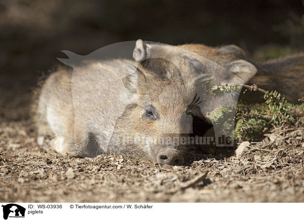 piglets / WS-03936