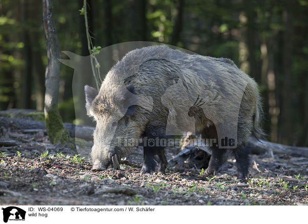 wild hog / WS-04069