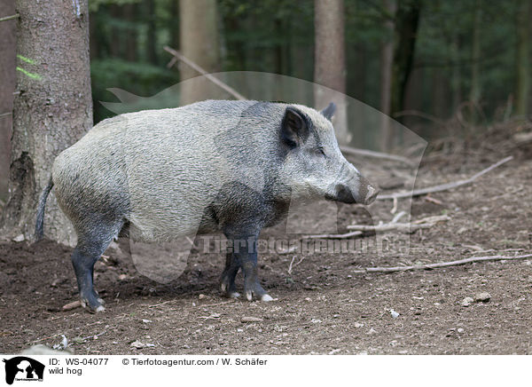 wild hog / WS-04077