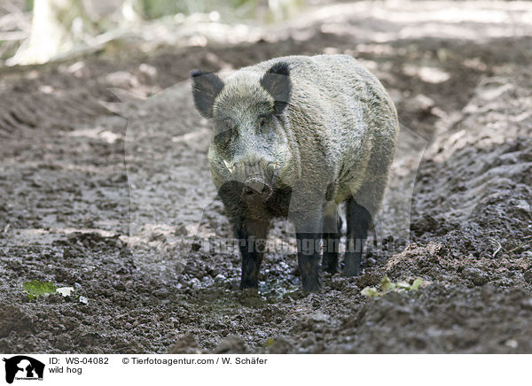 wild hog / WS-04082