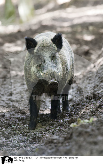 Wildschwein / wild hog / WS-04083