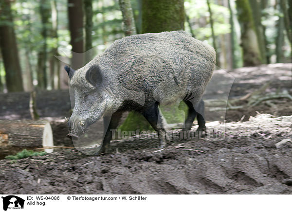 wild hog / WS-04086
