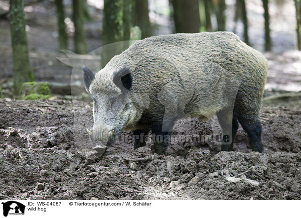 wild hog / WS-04087