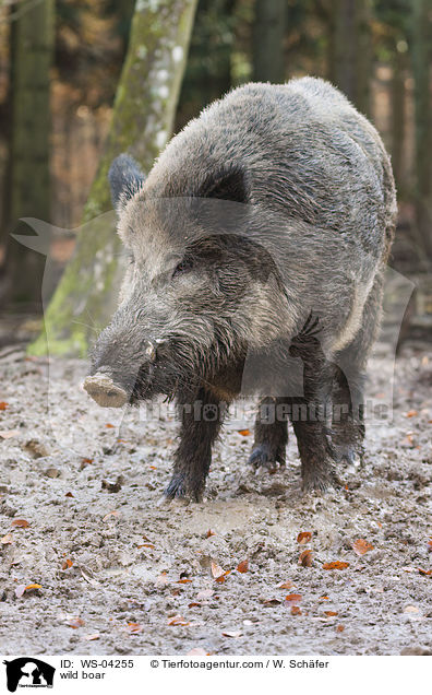 wild boar / WS-04255