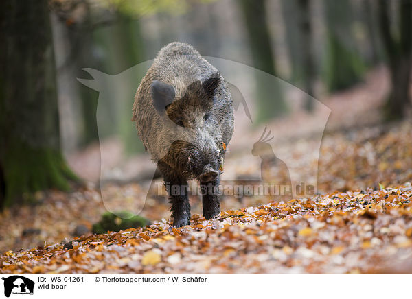 wild boar / WS-04261