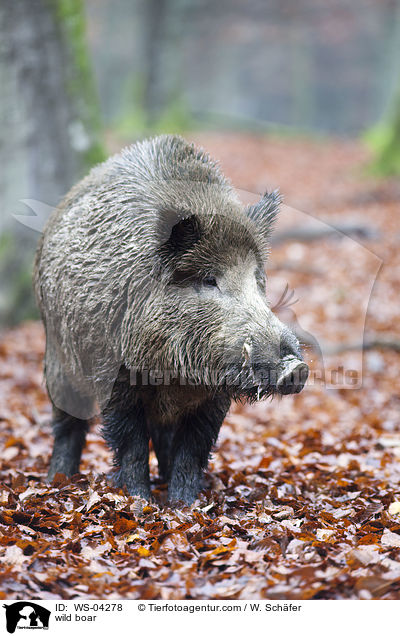 wild boar / WS-04278