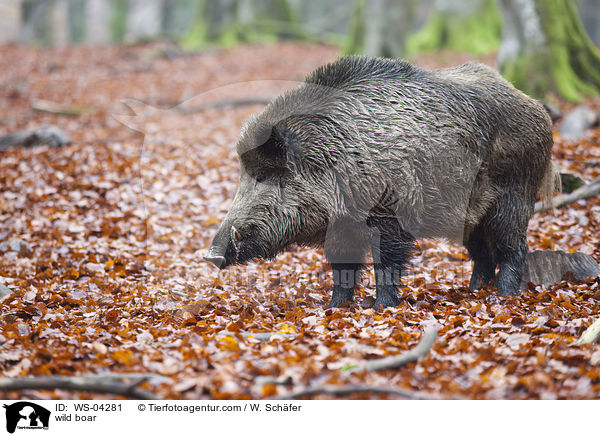 wild boar / WS-04281
