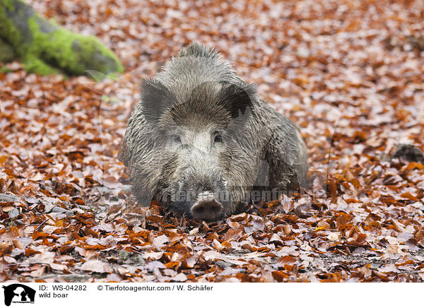 Wildschwein / wild boar / WS-04282
