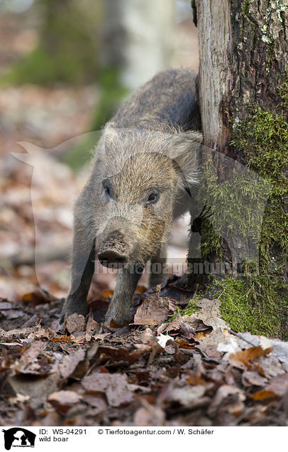 Wildschwein / wild boar / WS-04291