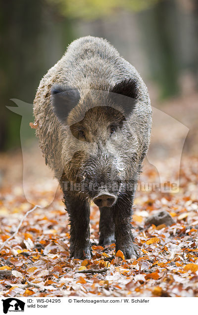 Wildschwein / wild boar / WS-04295
