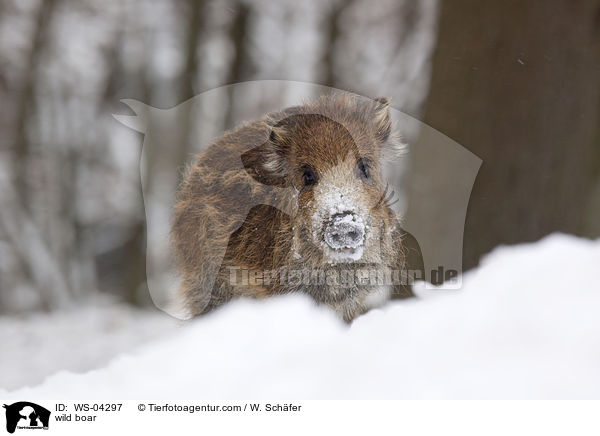 wild boar / WS-04297