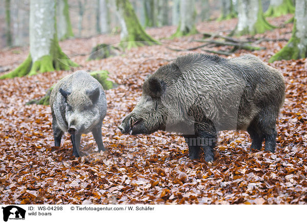 Wildschweine / wild boars / WS-04298