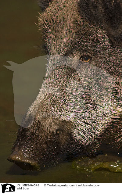 wild boar / MBS-04548
