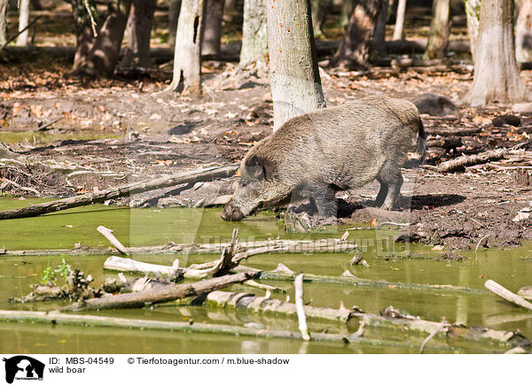 wild boar / MBS-04549