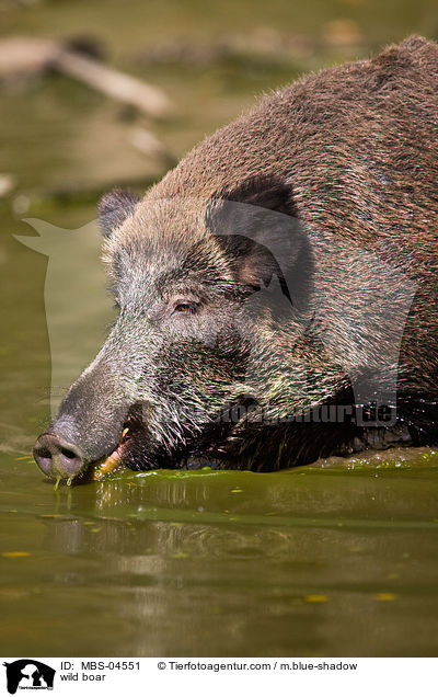 wild boar / MBS-04551