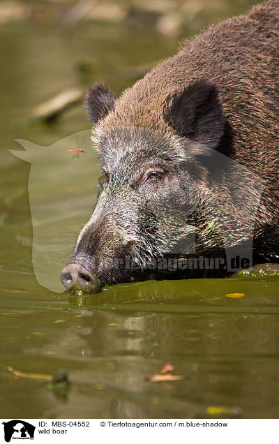 Wildschwein / wild boar / MBS-04552