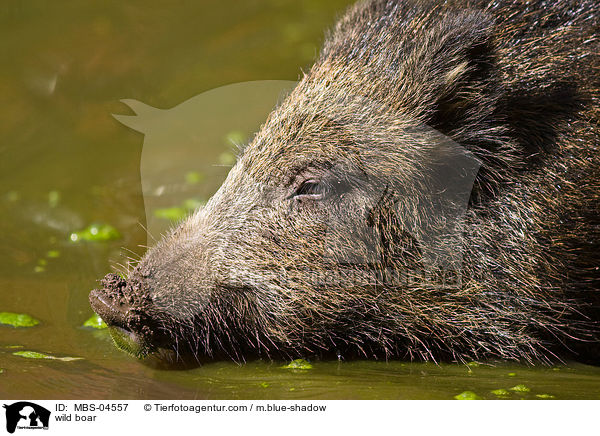 wild boar / MBS-04557