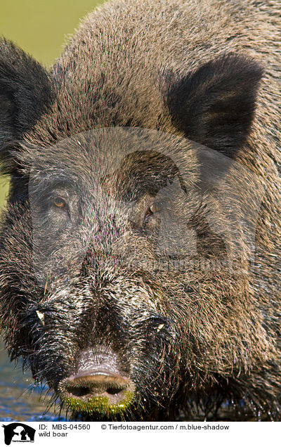 wild boar / MBS-04560