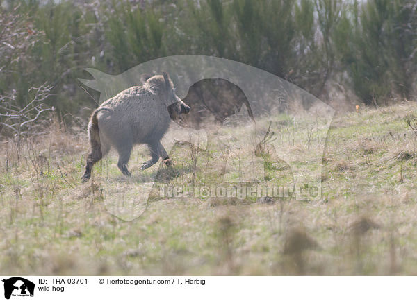 Wildschwein / wild hog / THA-03701