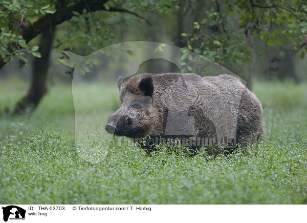 wild hog / THA-03703