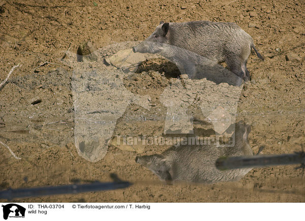 Wildschwein / wild hog / THA-03704