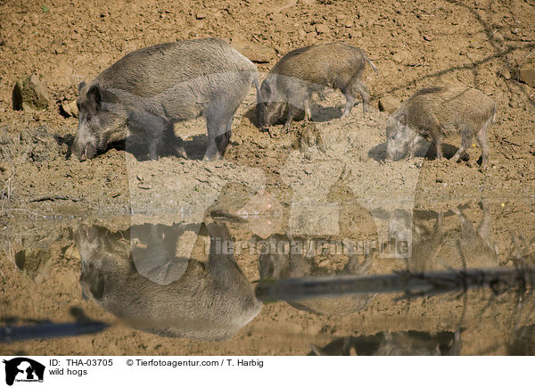 wild hogs / THA-03705