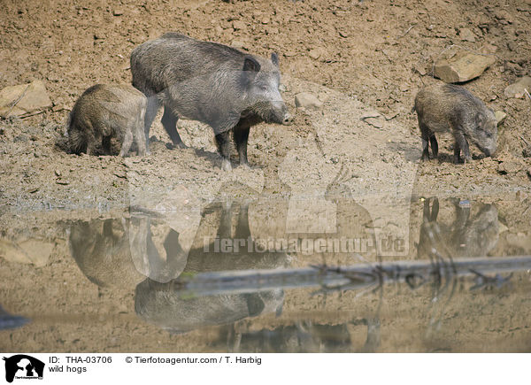 wild hogs / THA-03706