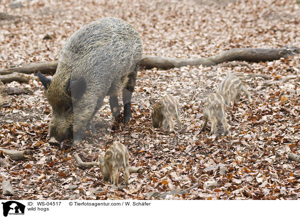 wild hogs / WS-04517