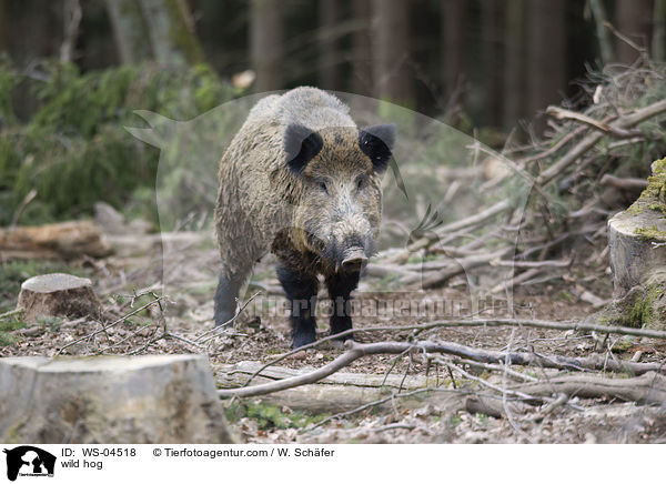 wild hog / WS-04518