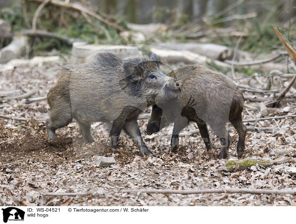wild hogs / WS-04521