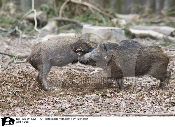Wildschweine / wild hogs / WS-04522