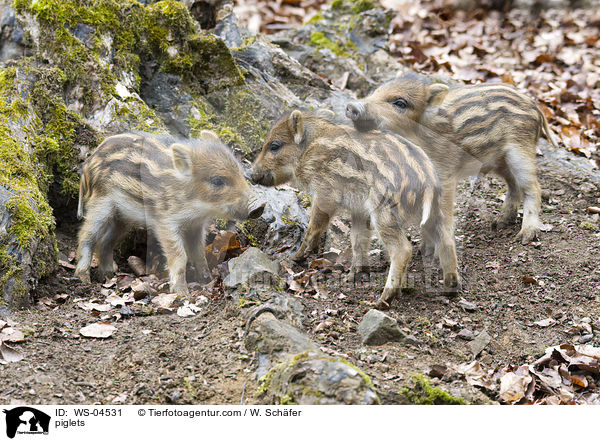 piglets / WS-04531