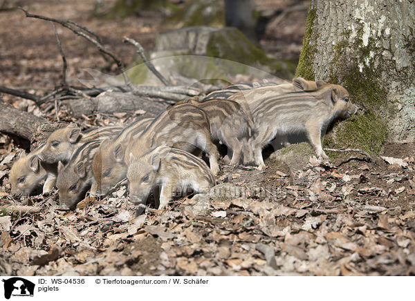 Frischlinge / piglets / WS-04536