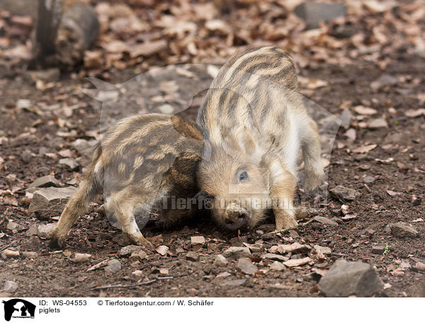 Frischlinge / piglets / WS-04553